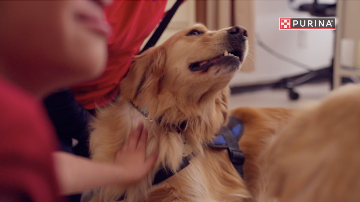 ¿Cómo funciona una terapia asistida por un perro?