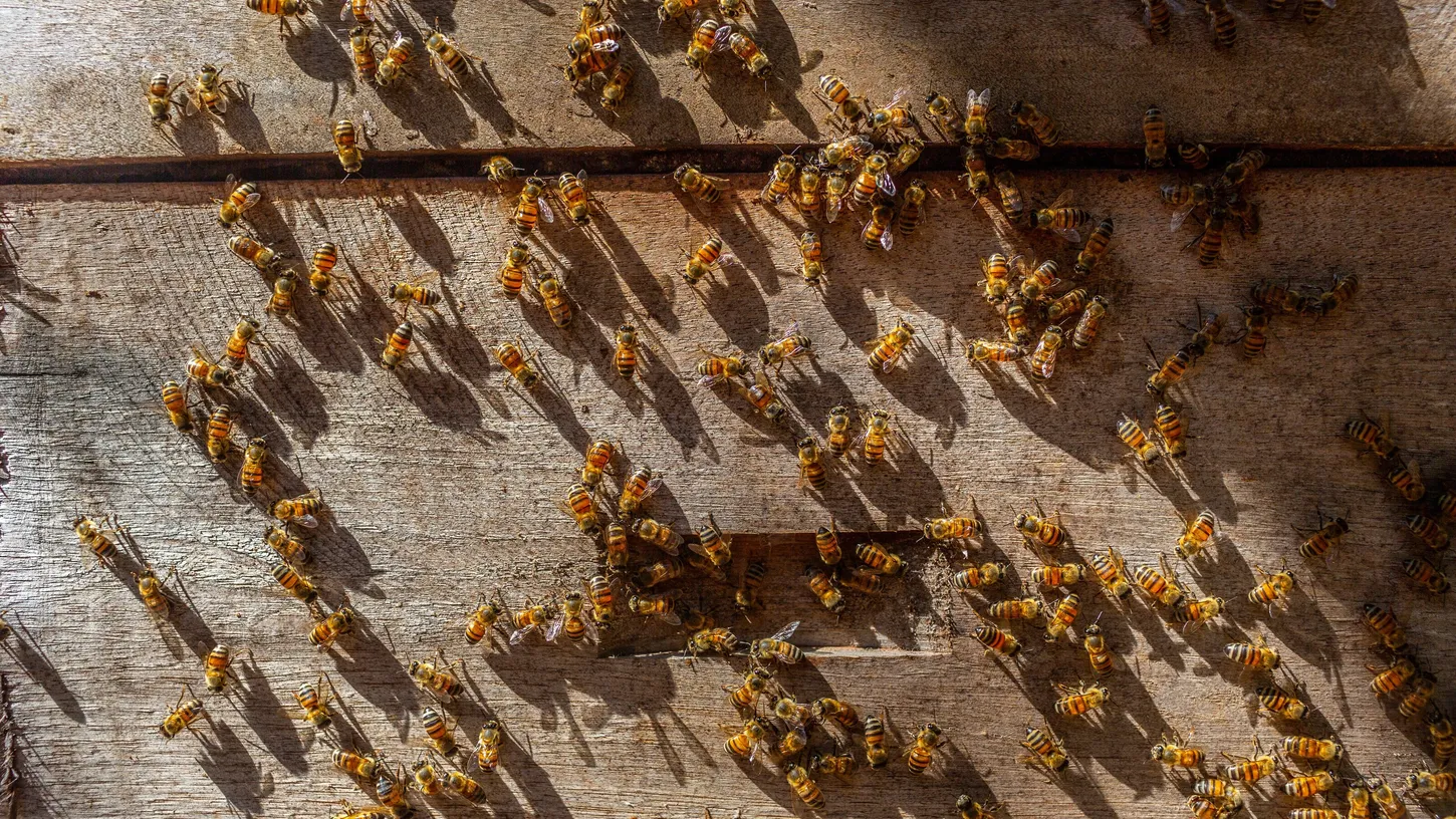 DÍA MUNDIAL DE LAS ABEJAS, ¿CUÁNTO SABES DE ELLAS?