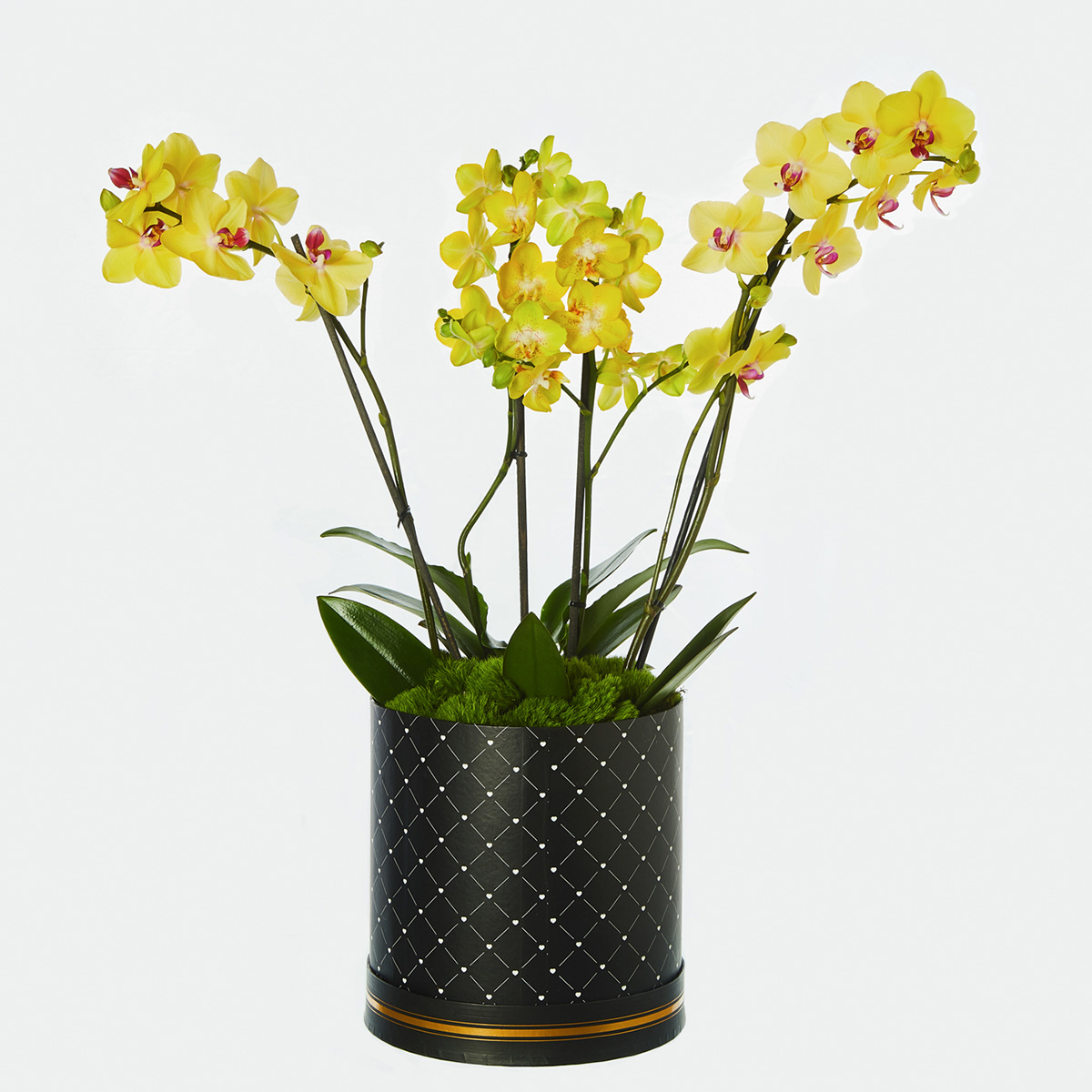 Las orquídeas y su significado