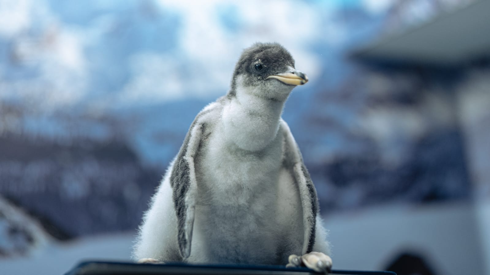 Nuevas vidas en el Acuario Inbursa: Nacen seis crías de pingüino Gentoo