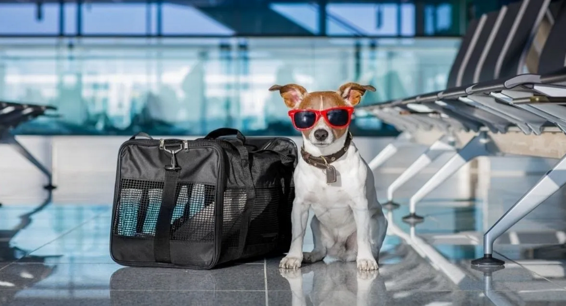 Vacaciones con mascotas: consejos clave para un viaje seguro y saludable