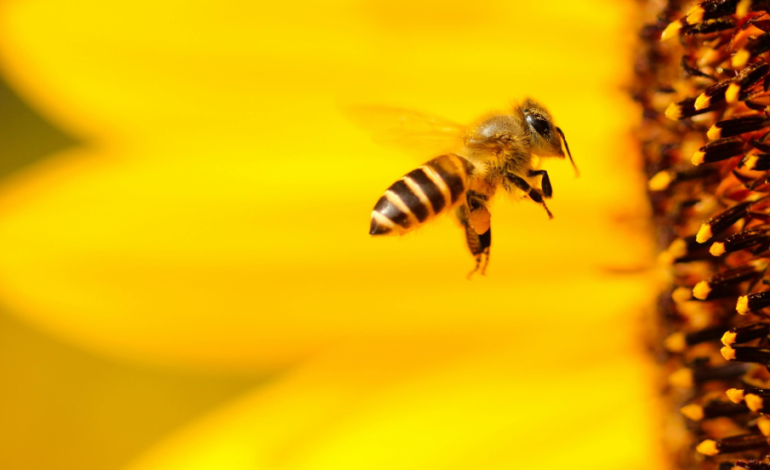 Más que miel: el impacto ambiental y social de las abejas