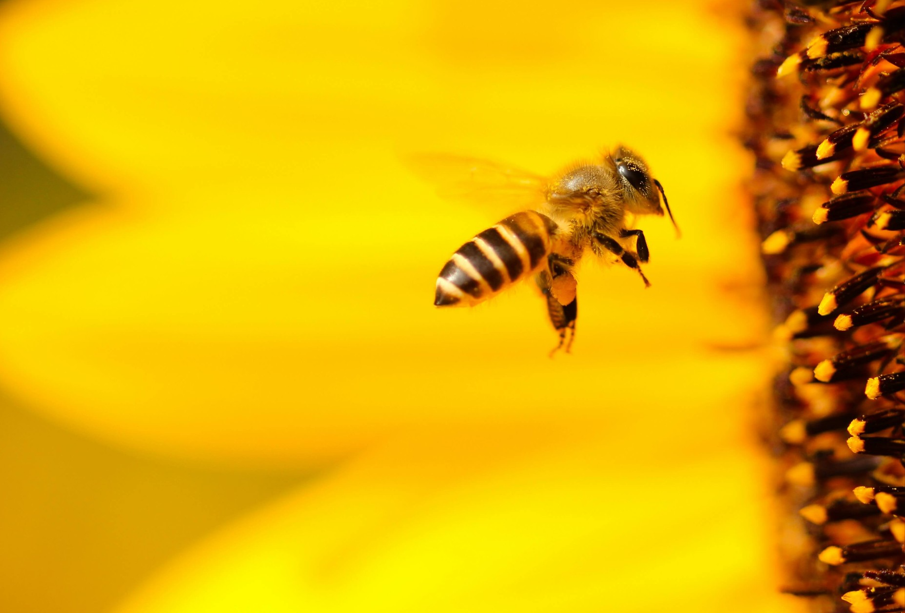 Más que miel: el impacto ambiental y social de las abejas