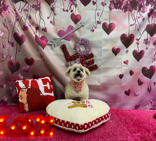 Llao’s Pet: bienestar, amor y relajación para tu mejor amigo peludo