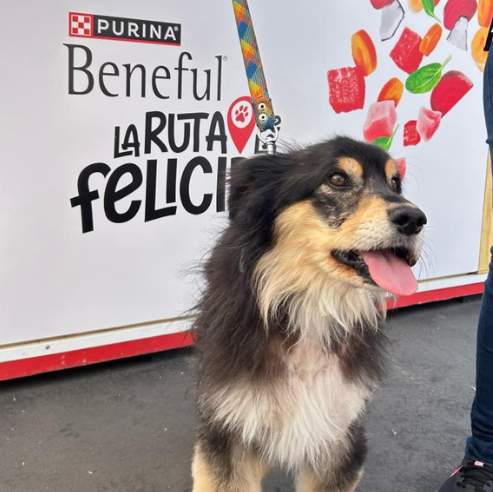 Celebrar a tu mejor amigo: ideas para el Día del Perro en México
