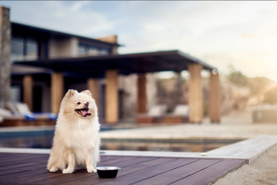 Viajar con tu mascota: la nueva forma de recorrer México con estilo y compañía