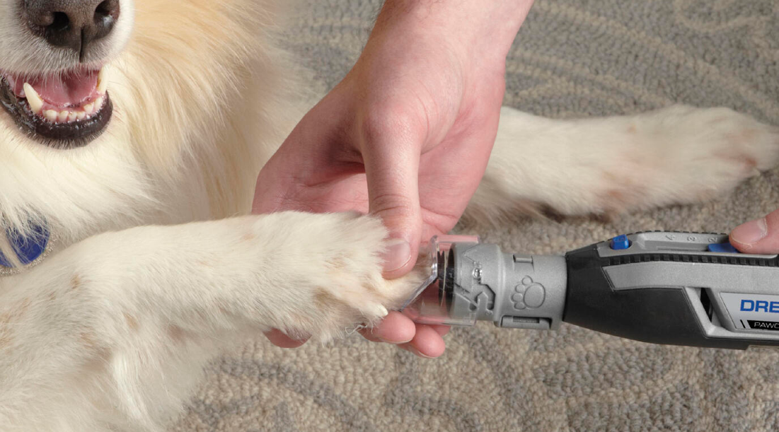 El lado doloroso de las uñas largas en perros