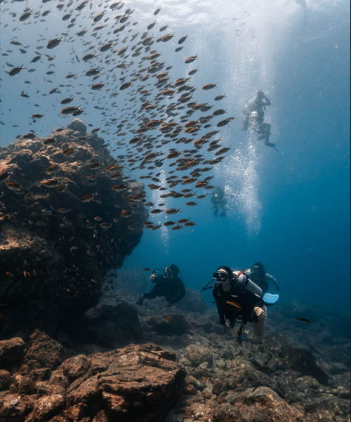 Sinaloa bajo el agua: buceo y snorkel en el corazón del Mar de Cortés
