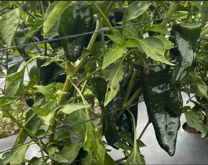 El chile poblano criollo, en peligro de desaparecer por semillas chinas y abandono del campo mexicano