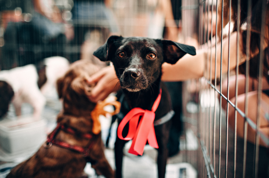 Día del Perro Adoptado: Purina Adopta une a las mascotas con las personas que las aman