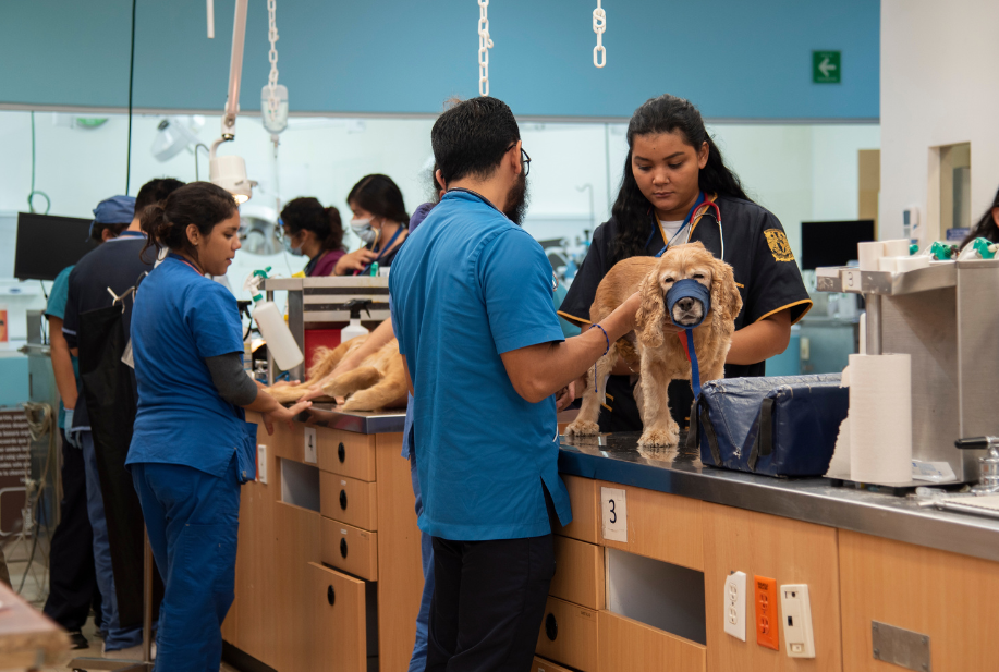 Cáncer en perros y gatos: la detección temprana puede salvar vidas