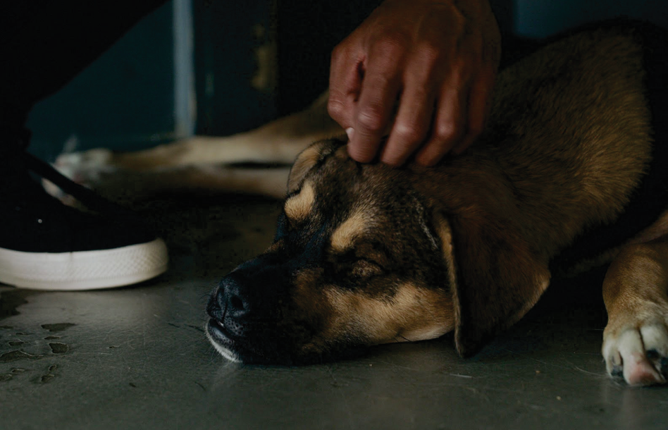 Bye Bye Friend honra a las mascotas como Guardianes de la Memoria este Día de Muertos