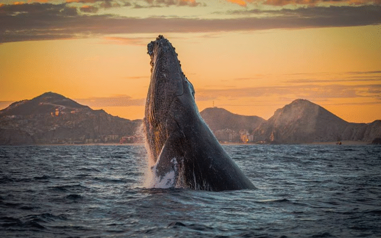 Los Cabos apuesta por un avistamiento de ballenas más ético y sostenible