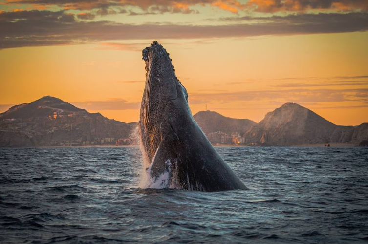 Los Cabos apuesta por un avistamiento de ballenas más ético y sostenible