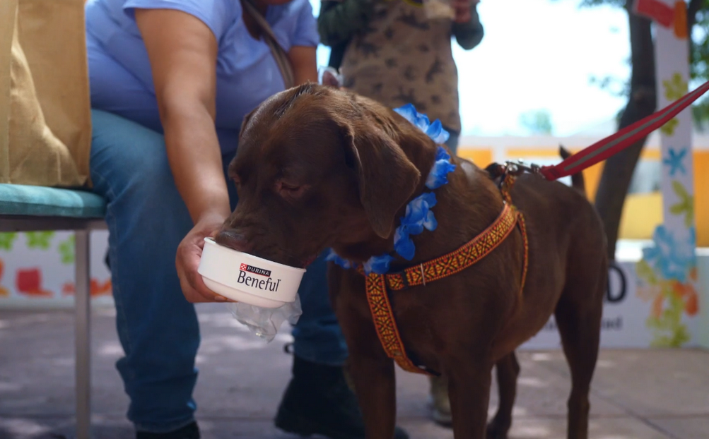 ¡Celebra la alegría de estar con tu perro!