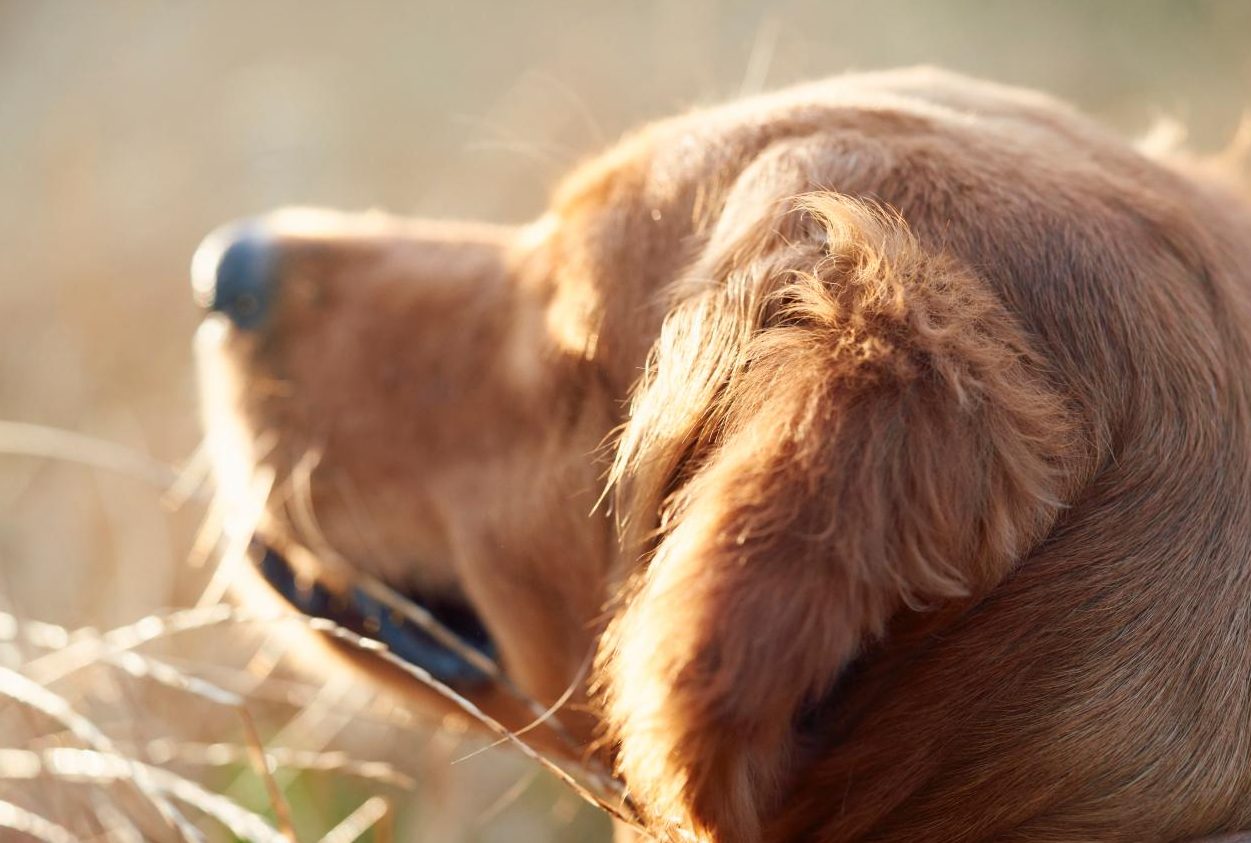 Vacunar a perros y gatos puede prevenir enfermedades graves y salvar millones de vidas