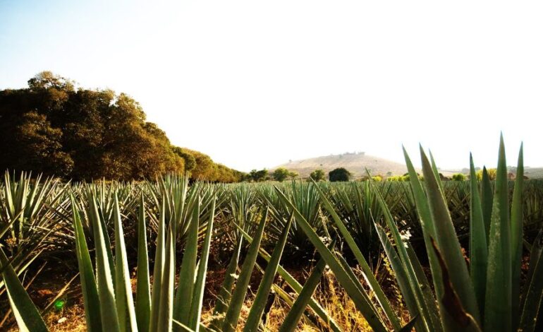 Jalisco celebra al tequila con rutas, destilerías y experiencias para todos los sentidos