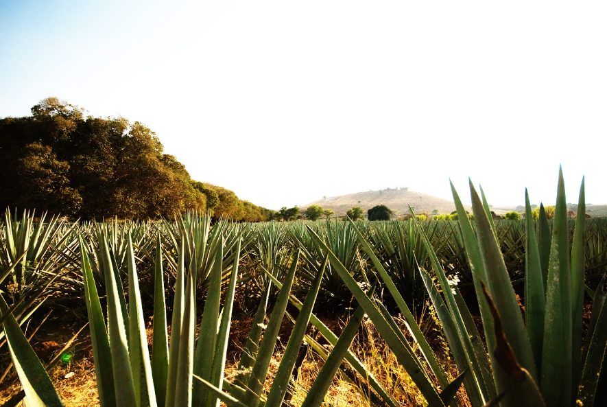 Jalisco celebra al tequila con rutas, destilerías y experiencias para todos los sentidos