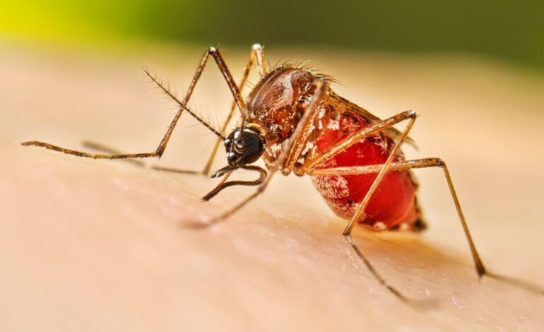Lluvias elevan el riesgo de dengue en México; destacan importancia del diagnóstico oportuno