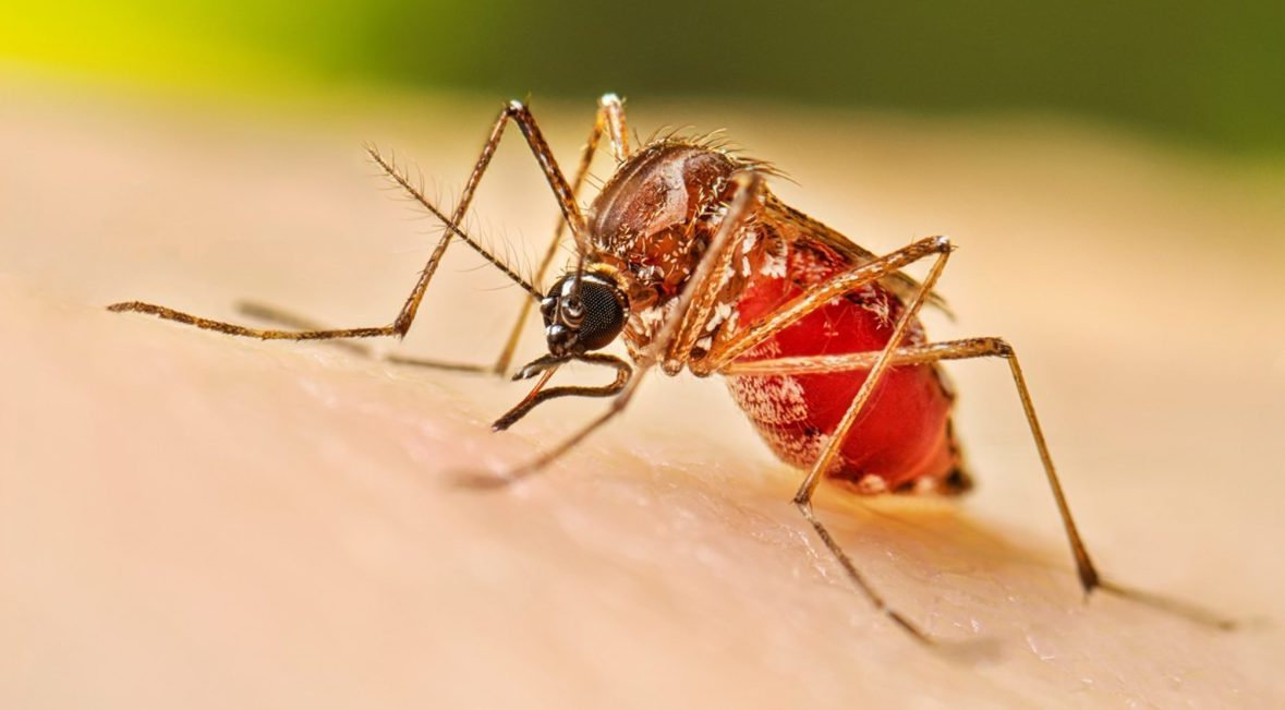 Lluvias elevan el riesgo de dengue en México; destacan importancia del diagnóstico oportuno