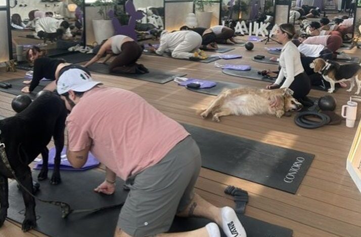 Dog Pilates: la tendencia que fortalece el vínculo entre personas y sus perros