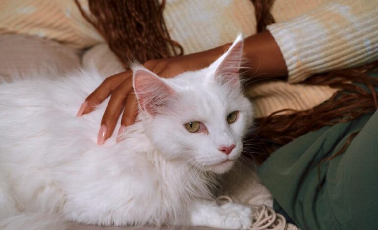 Gatos de casa también necesitan desparasitación