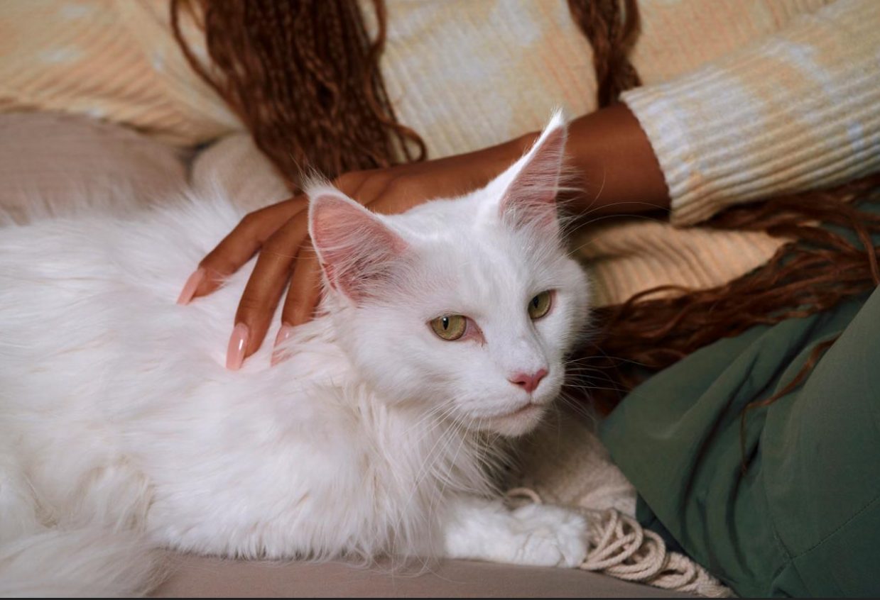 Gatos de casa también necesitan desparasitación