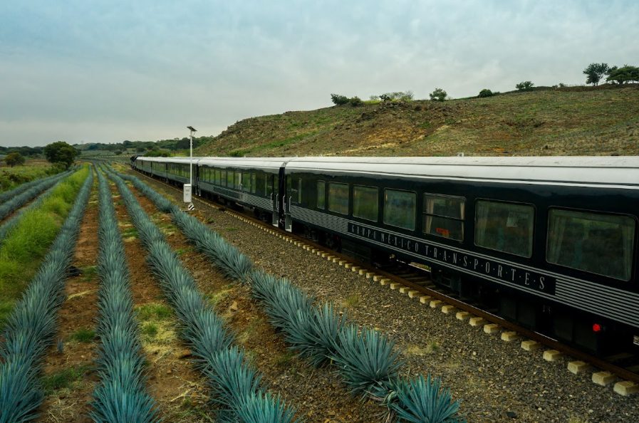 Tequila Express: el viaje donde el paisaje agavero también es protagonista