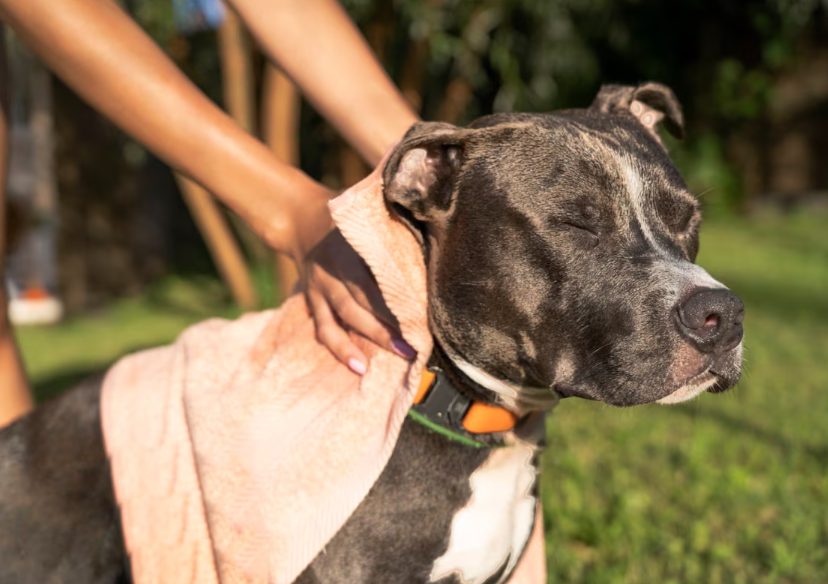Seis señales en la piel de tu perro que podrían revelar un problema de salud