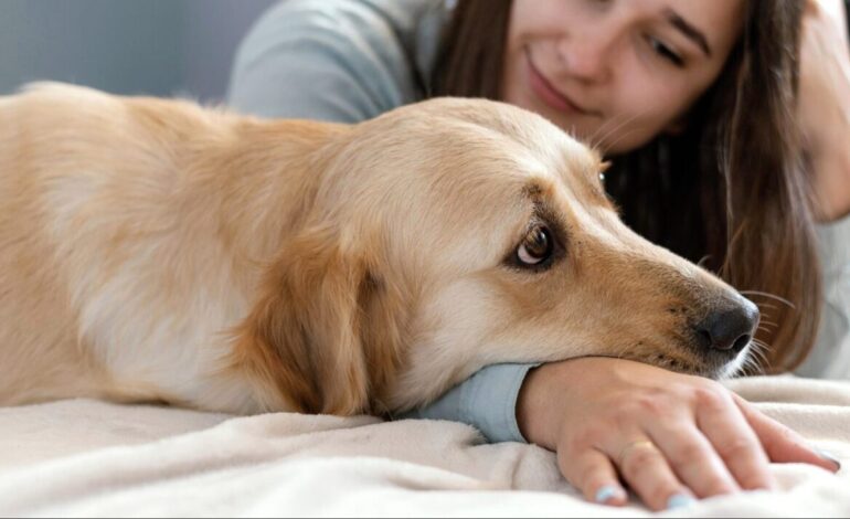 Seis señales en la piel de tu perro que podrían revelar un problema de salud