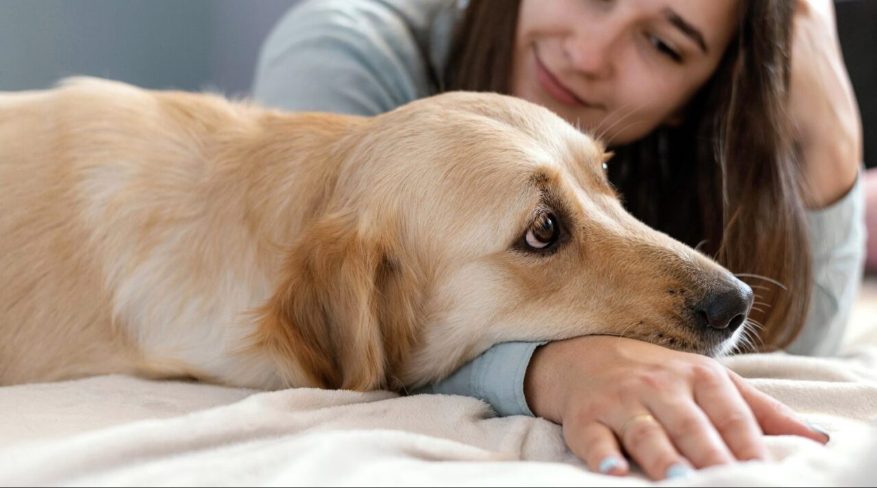 Seis señales en la piel de tu perro que podrían revelar un problema de salud
