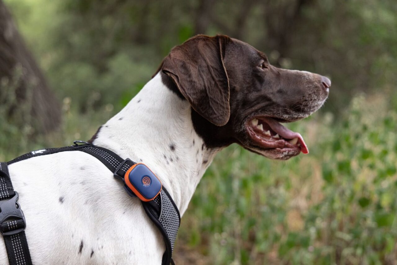 Mascotas perdidas: las alertas aumentan 64% en México y la tecnología se suma a la búsqueda