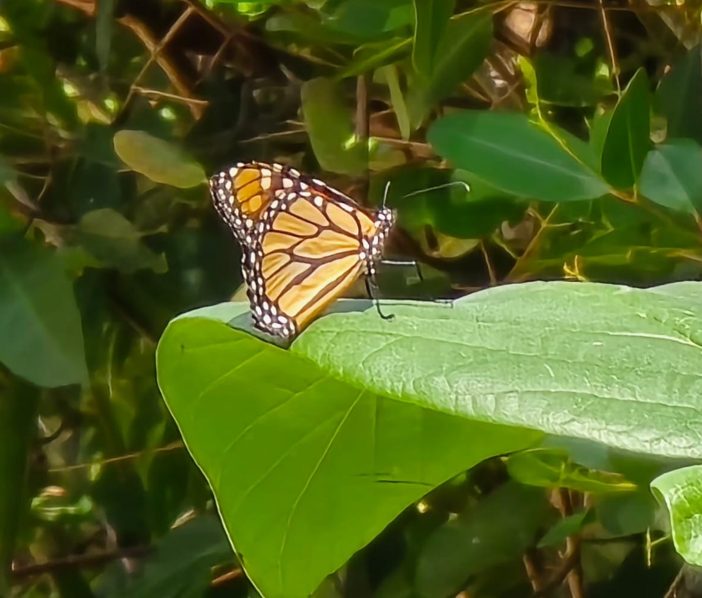 La mariposa monarca llega a Cozumel y encuentra refugio en Kuzá